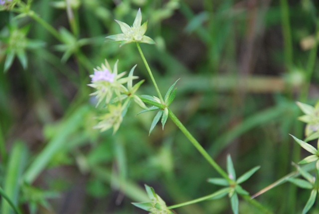 Sherardia arvensis